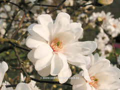 Magnolia x loebneri 'Mag's Pirouette' - Heester - Hortus Conclusus  - 8