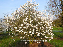 Magnolia x loebneri 'Mag's Pirouette' - Heester - Hortus Conclusus  - 9