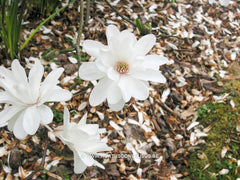 Magnolia x loebneri 'Mag's Pirouette' - Heester - Hortus Conclusus  - 10
