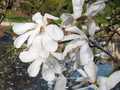 Magnolia x loebneri 'Merrill' - Heester - Hortus Conclusus  - 1