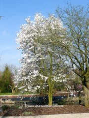 Magnolia x loebneri 'Merrill' - Heester - Hortus Conclusus  - 2