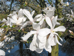 Magnolia x loebneri 'Merrill' - Heester - Hortus Conclusus  - 3