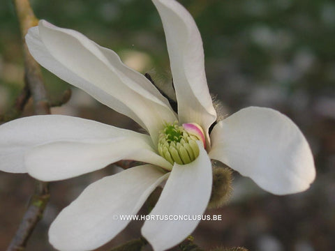 Magnolia x loebneri 'Neil McEachern'