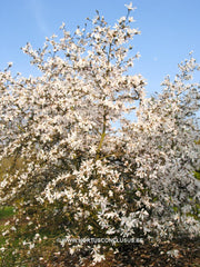 Magnolia x loebneri 'Neil McEachern' - Heester - Hortus Conclusus  - 2