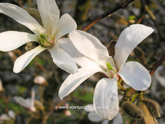 Magnolia x loebneri 'Neil McEachern' - Heester - Hortus Conclusus  - 3