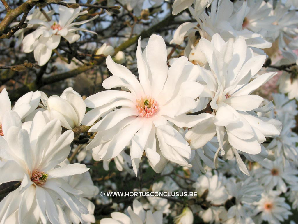 Magnolia x loebneri 'Powder Puff' - Heester - Hortus Conclusus  - 1