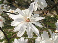 Magnolia x loebneri 'Powder Puff' - Heester - Hortus Conclusus  - 2