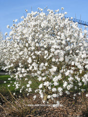 Magnolia x loebneri 'Powder Puff' - Heester - Hortus Conclusus  - 3