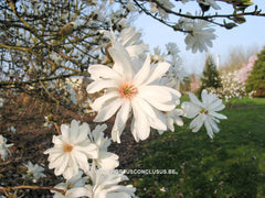 Magnolia x loebneri 'Powder Puff' - Heester - Hortus Conclusus  - 5