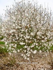 Magnolia x loebneri 'Powder Puff' - Heester - Hortus Conclusus  - 6