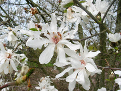 Magnolia x loebneri 'Powder Puff' - Heester - Hortus Conclusus  - 9