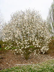 Magnolia x loebneri 'Powder Puff' - Heester - Hortus Conclusus  - 10
