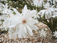 Magnolia x loebneri 'Powder Puff' - Heester - Hortus Conclusus  - 11