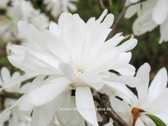 Magnolia x loebneri 'Powder Puff' - Heester - Hortus Conclusus  - 12