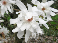 Magnolia x loebneri 'Powder Puff' - Heester - Hortus Conclusus  - 13