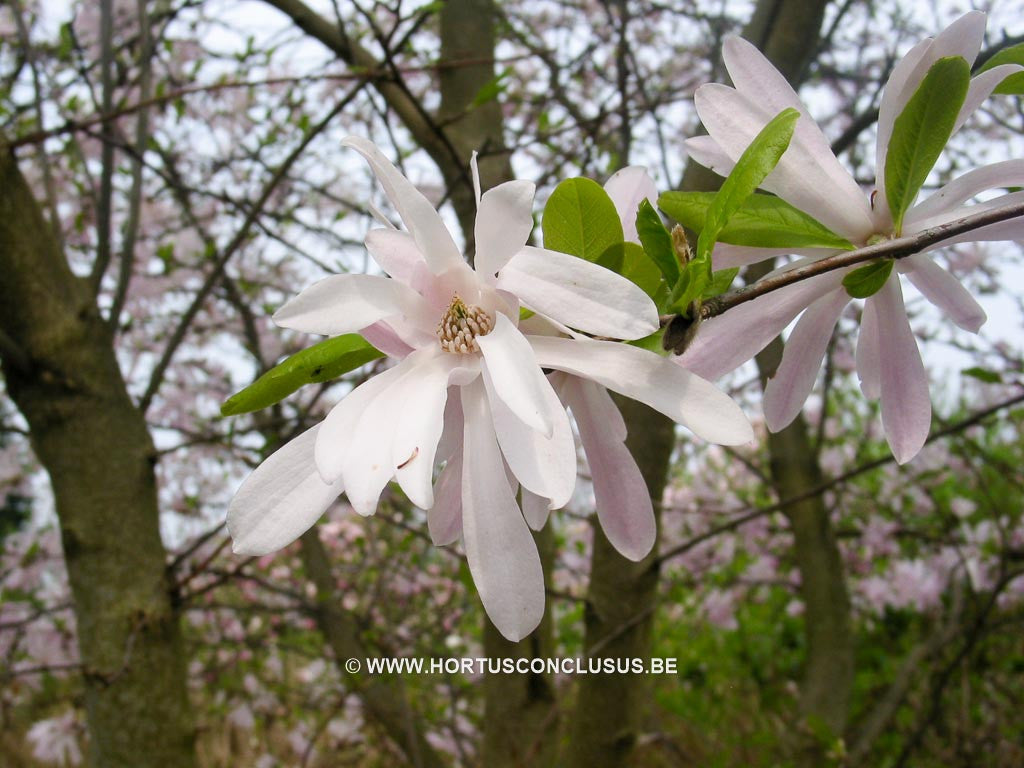 Magnolia x loebneri 'Raspberry Fun' - Heester - Hortus Conclusus  - 1