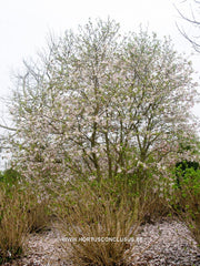 Magnolia x loebneri 'Raspberry Fun' - Heester - Hortus Conclusus  - 2