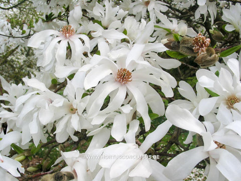Magnolia x loebneri 'Spring Joy'