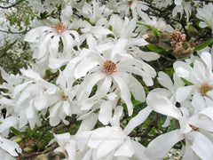 Magnolia x loebneri 'Spring Joy' - Heester - Hortus Conclusus  - 1