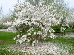 Magnolia x loebneri 'Spring Joy' - Heester - Hortus Conclusus  - 2