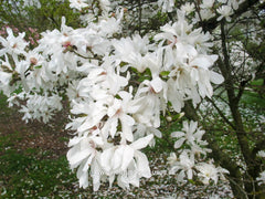 Magnolia x loebneri 'Spring Joy' - Heester - Hortus Conclusus  - 3