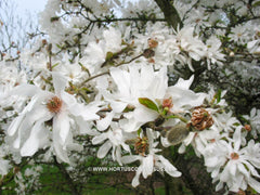 Magnolia x loebneri 'Spring Joy' - Heester - Hortus Conclusus  - 4