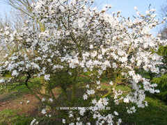 Magnolia x loebneri 'Spring Joy' - Heester - Hortus Conclusus  - 7