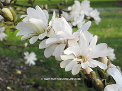 Magnolia x loebneri 'Spring Joy' - Heester - Hortus Conclusus  - 8