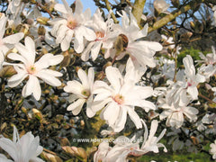 Magnolia x loebneri 'Spring Joy' - Heester - Hortus Conclusus  - 9