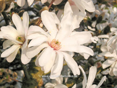 Magnolia x loebneri 'Spring Joy' - Heester - Hortus Conclusus  - 10