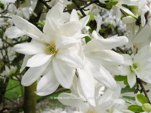 Magnolia x loebneri 'Spring Snow'