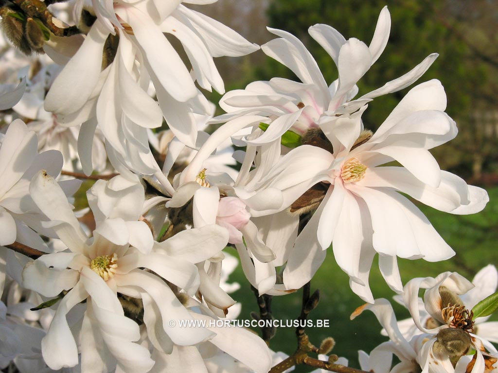 Magnolia x loebneri 'Star Bright' - Heester - Hortus Conclusus  - 1