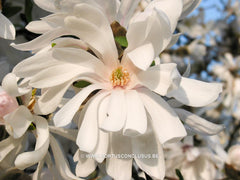 Magnolia x loebneri 'Star Bright' - Heester - Hortus Conclusus  - 2