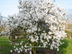 Magnolia x loebneri 'Star Bright' - Heester - Hortus Conclusus  - 3
