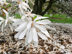 Magnolia x loebneri 'Star Bright' - Heester - Hortus Conclusus  - 4