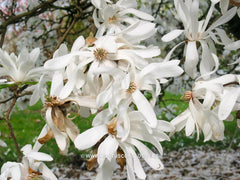 Magnolia x loebneri 'Star Bright' - Heester - Hortus Conclusus  - 5