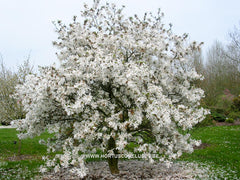 Magnolia x loebneri 'Star Bright' - Heester - Hortus Conclusus  - 6