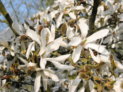 Magnolia x proctoriana 'Slavin's Snowy' - Heester - Hortus Conclusus  - 1