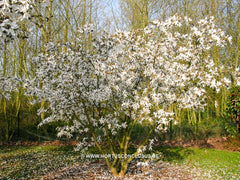 Magnolia x proctoriana 'Slavin's Snowy' - Heester - Hortus Conclusus  - 2