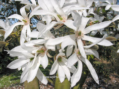 Magnolia x proctoriana 'Slavin's Snowy' - Heester - Hortus Conclusus  - 5