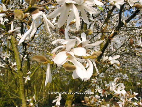 Magnolia x proctoriana 'Treseder Clone'