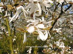 Magnolia x proctoriana 'Treseder Clone' - Heester - Hortus Conclusus  - 1