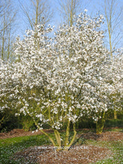 Magnolia x proctoriana 'Treseder Clone' - Heester - Hortus Conclusus  - 2