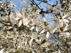 Magnolia x proctoriana 'Treseder Clone' - Heester - Hortus Conclusus  - 3