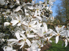 Magnolia x proctoriana 'Treseder Clone' - Heester - Hortus Conclusus  - 4