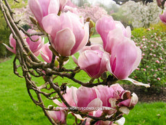 Magnolia x soulangeana 'Alexandrina' - Sierboom - Hortus Conclusus  - 1