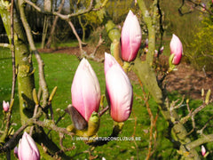 Magnolia x soulangeana 'Alexandrina' - Sierboom - Hortus Conclusus  - 3