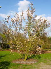 Magnolia x soulangeana 'Alexandrina' - Sierboom - Hortus Conclusus  - 4