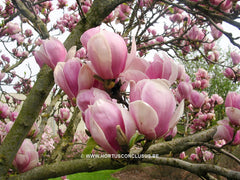 Magnolia x soulangeana 'Alexandrina' - Sierboom - Hortus Conclusus  - 5