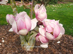 Magnolia x soulangeana 'Alexandrina' - Sierboom - Hortus Conclusus  - 7